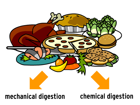 How the digestive system works for kids